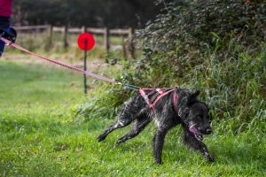 Tri Dog - Canicross
