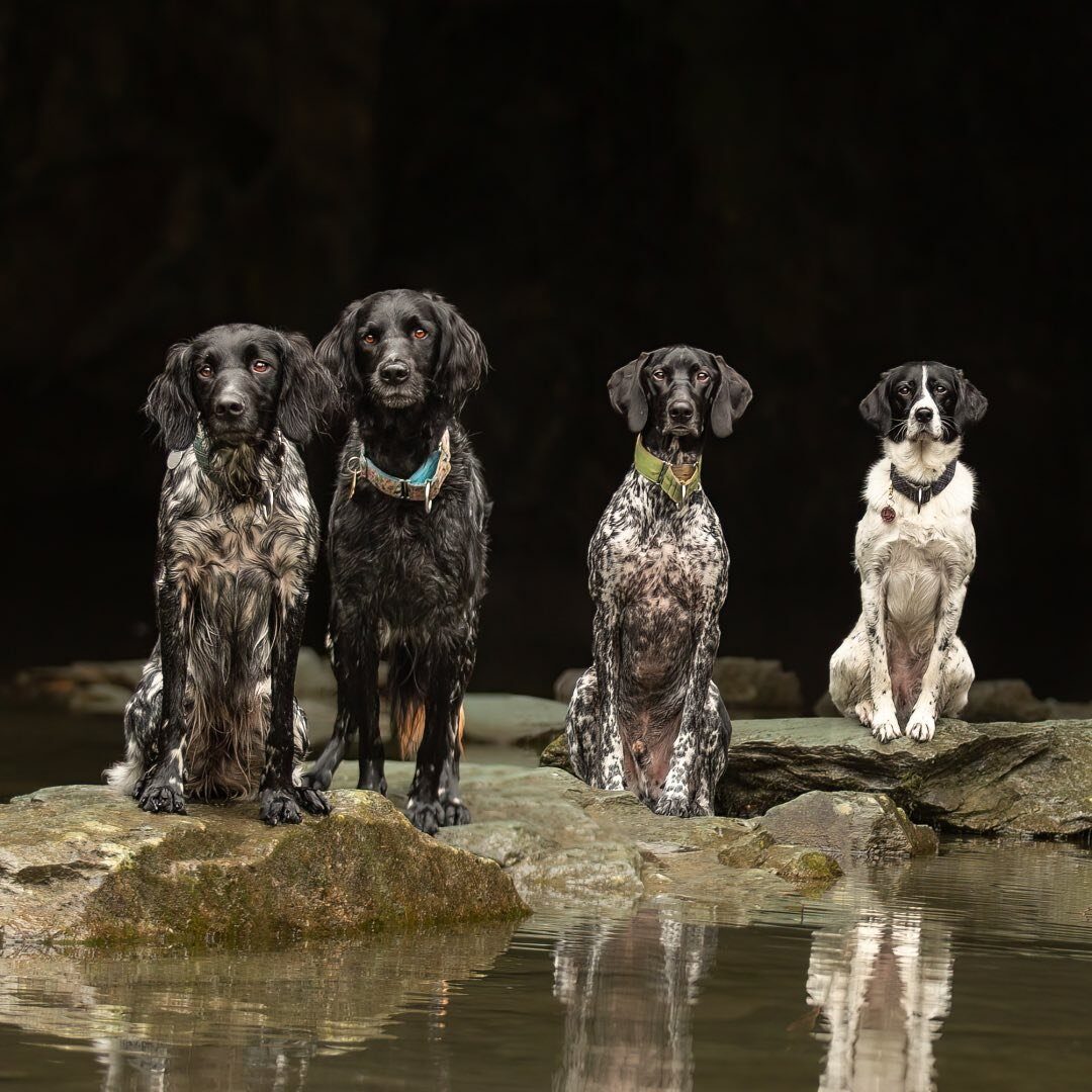 Mallingdown Dogs